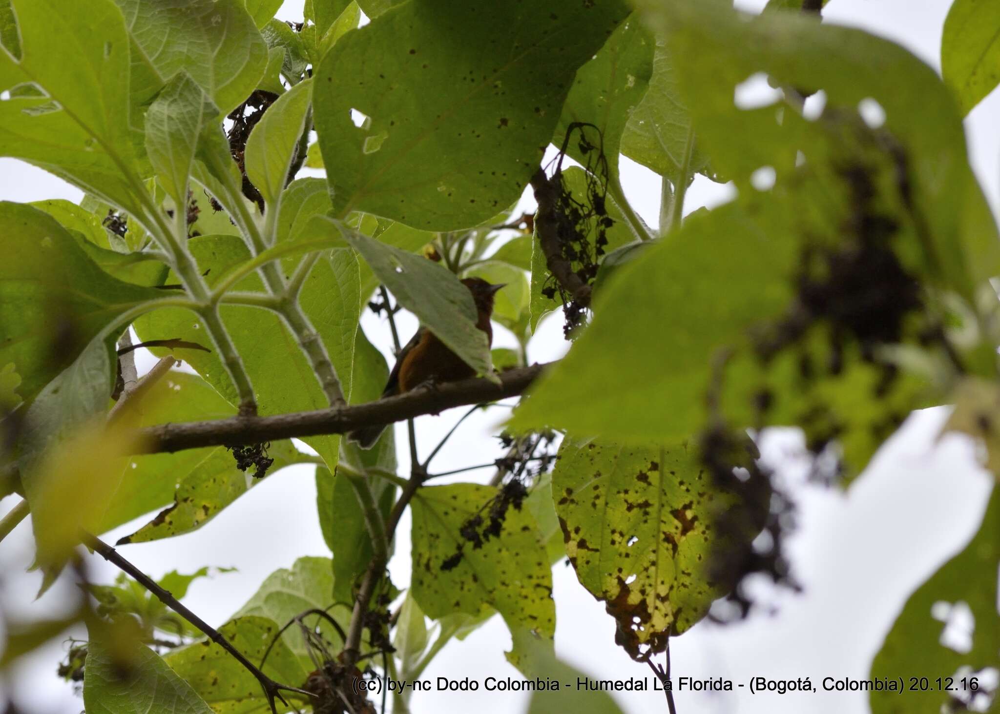 Image of Rufous-browed Conebill