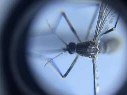 Image of Dengue fever mosquito