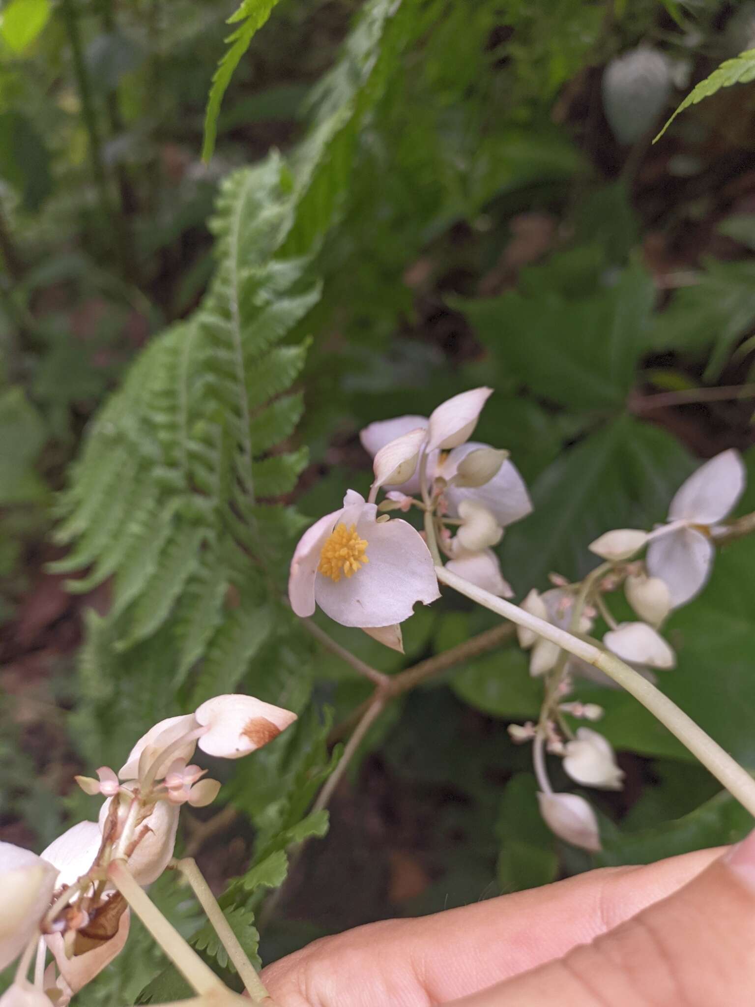 Слика од Begonia urophylla Hook.