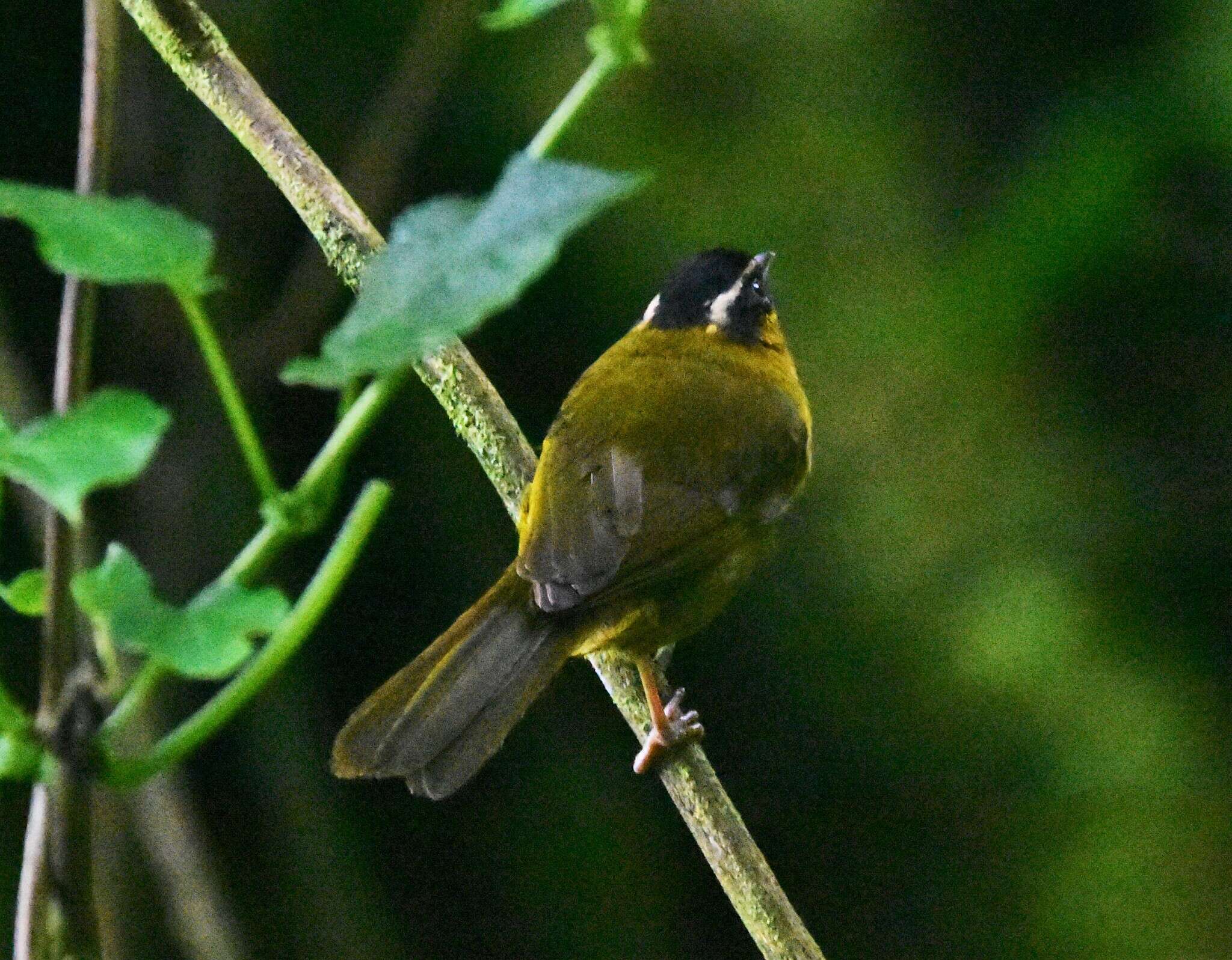 Kleinothraupis atropileus (Lafresnaye 1842) resmi