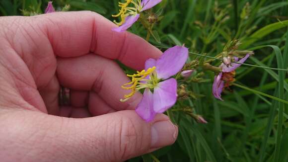 Imagem de Rhexia mariana var. interior (Pennell) Kral & Bostick