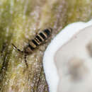 Image of Orchesella hexfasciata (Harvey & FL 1895)