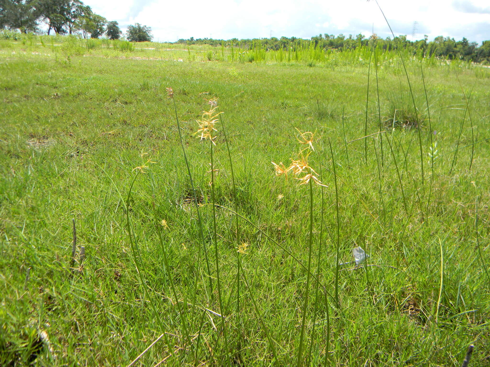 Image of Jointed Flatsedge