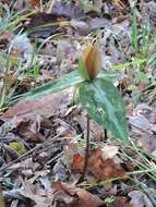 Image de Trillium decipiens J. D. Freeman