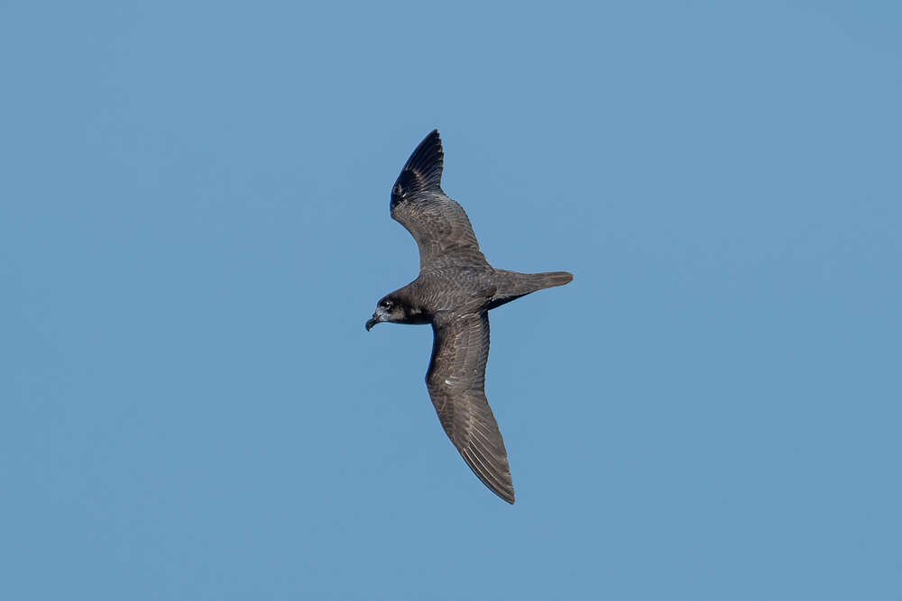 Providence Petrel media - Encyclopedia of Life