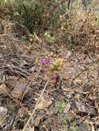 Imagem de Dicliptera peruviana (Lam.) Jussieu