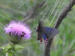 Image of Parides photinus (Doubleday 1844)