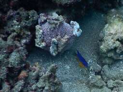 Image of Bumphead damselfish