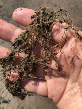 Image of sea cypress hydroid