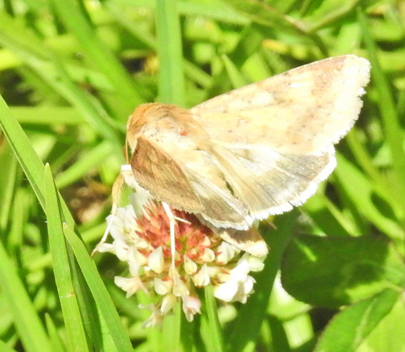 Image of cotton bollworm