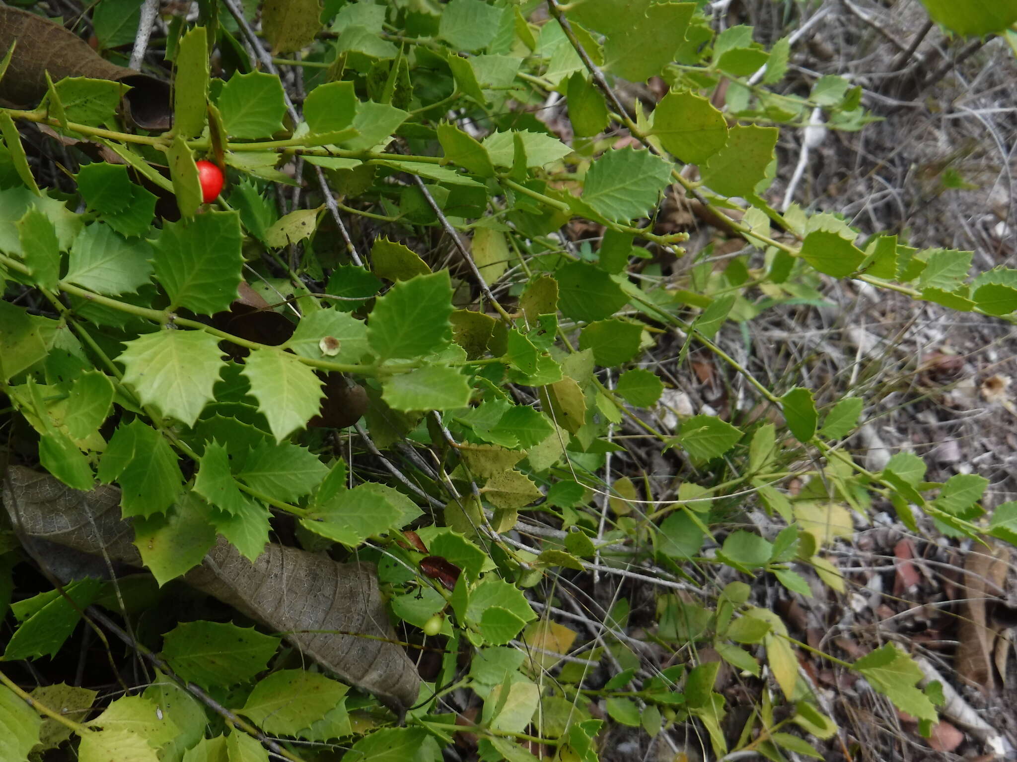 صورة Crossopetalum ilicifolium (Poir.) Kuntze