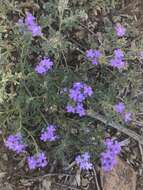 Image of Glandularia bipinnatifida var. latilobata (L. M. Perry) B. L. Turner