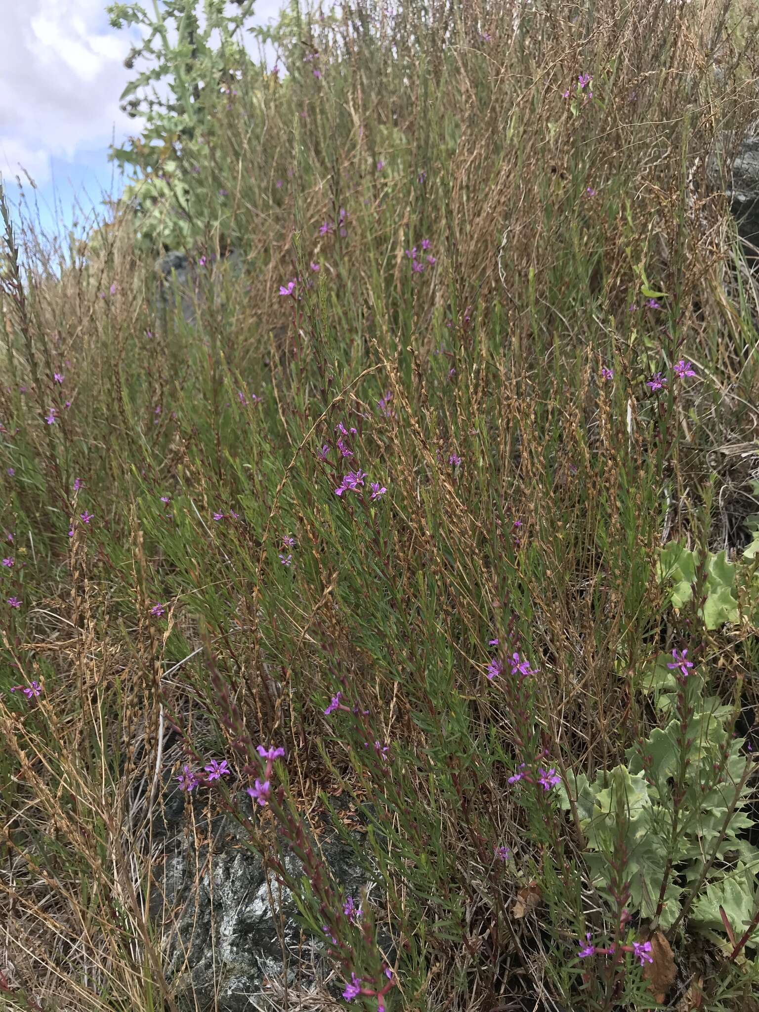 Plancia ëd Lythrum californicum Torr. & Gray