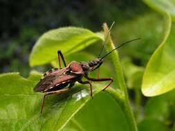 Plancia ëd Rhynocoris erythropus (Linnaeus 1767)