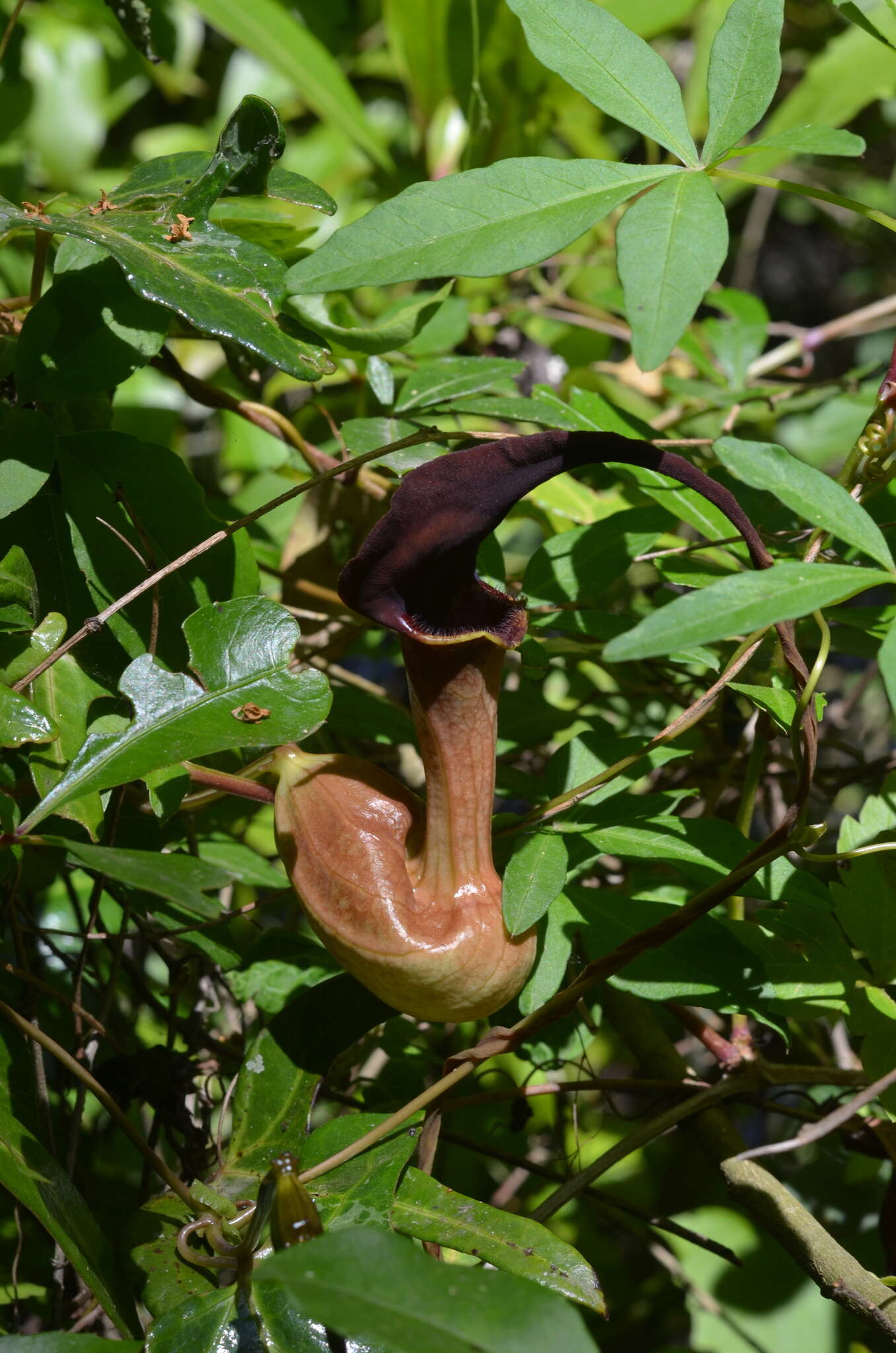 Image of Aristolochia macroura Gomez