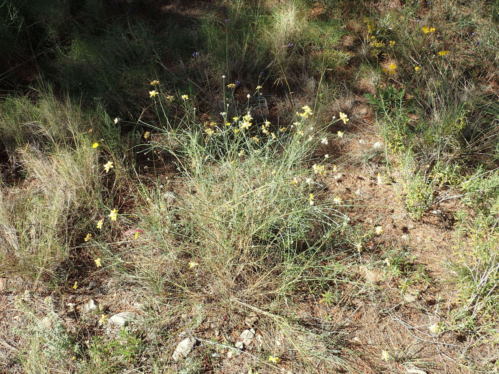 Image of Genista umbellata (L'Her.) Poir.