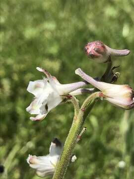 Delphinium carolinianum subsp. calciphilum M. J. Warnock的圖片