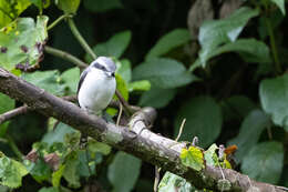 Image of Mackinnon's Shrike