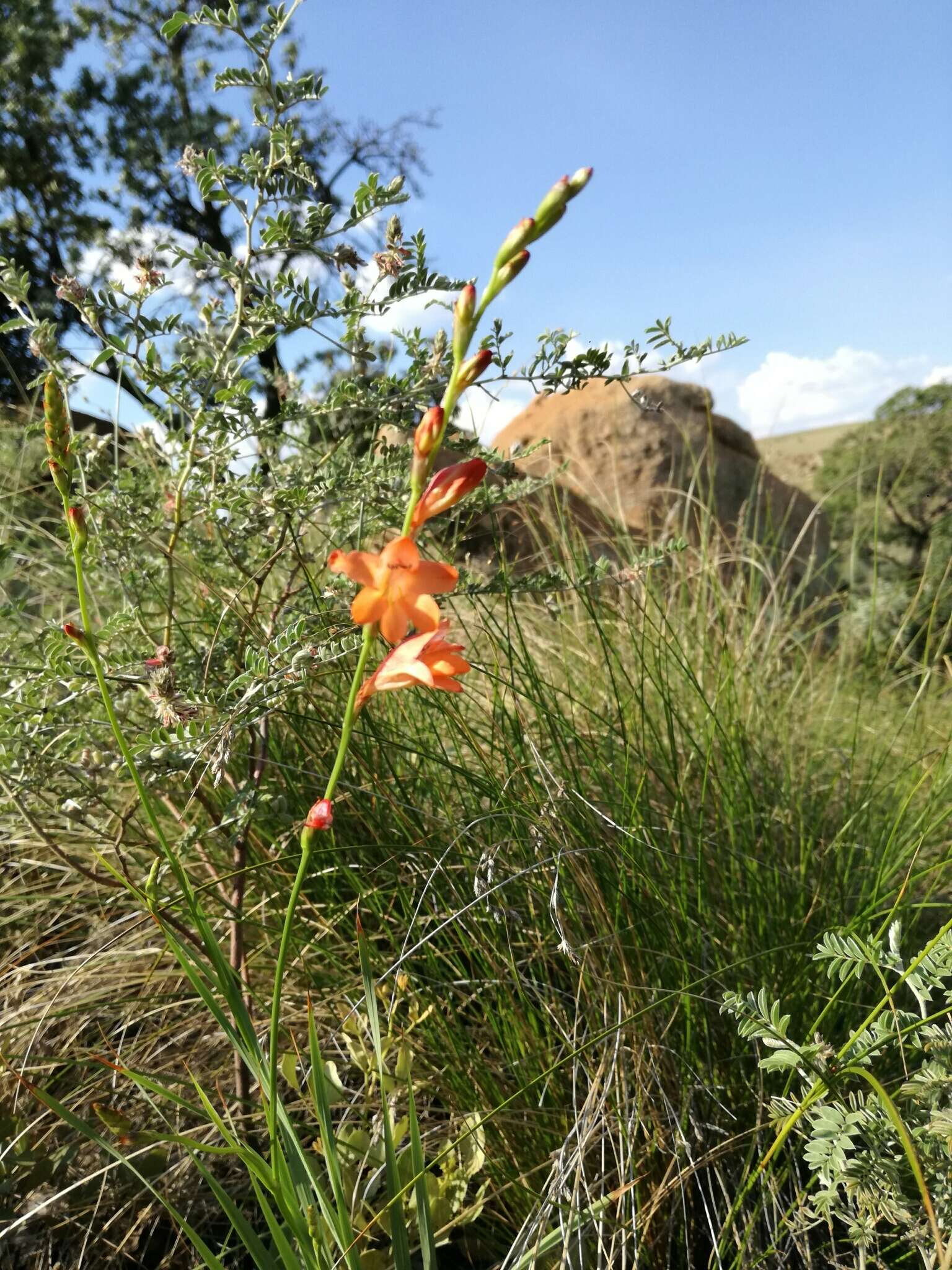 Image of Tritonia nelsonii Baker