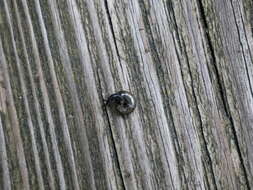 Image of Black Gloss Snail