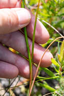 Image of Thereianthus bracteolatus (Lam.) G. J. Lewis