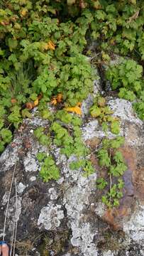 Image of trailing black currant