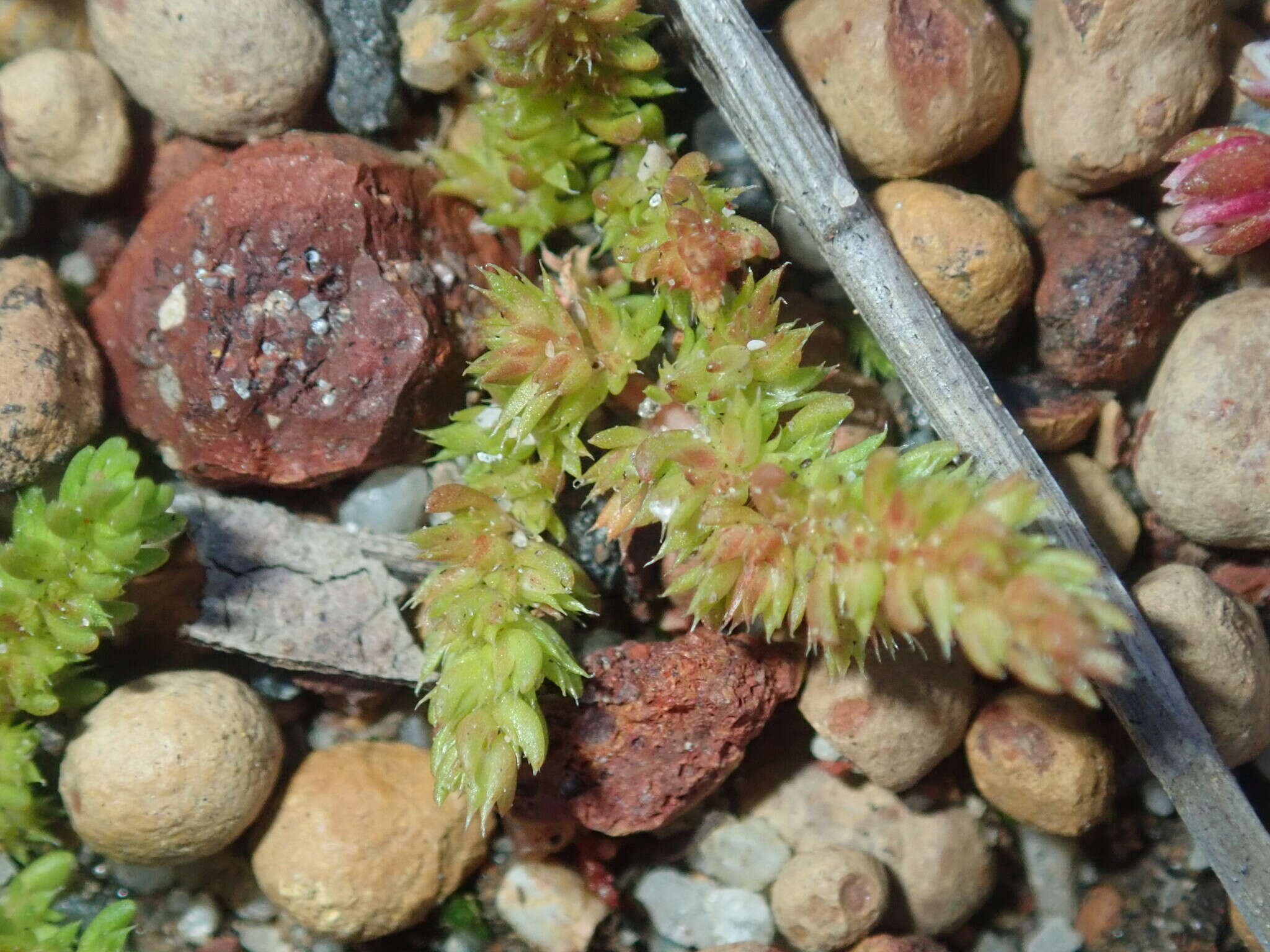 Crassula colorata (Nees) Ostenf. resmi