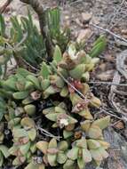 Image of Corpuscularia lehmannii (Eckl. & Zeyh.) Schwant.