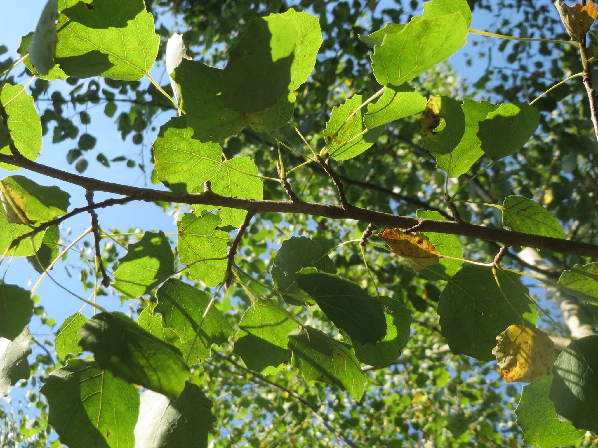 Image of Common Aspen