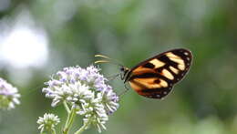 Image of Ithomia iphianassa Doubleday (1847)