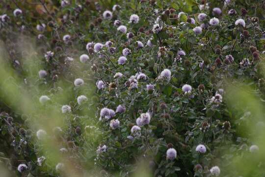 Image of Water Mint