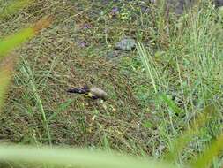 Image of Goldfinch