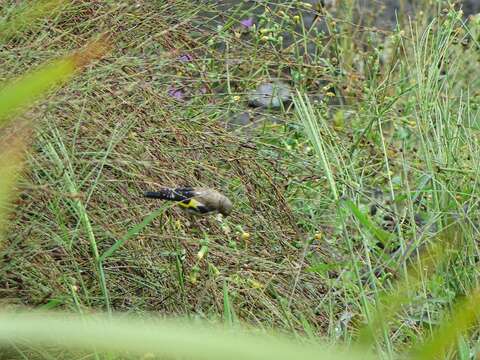 Image of Goldfinch