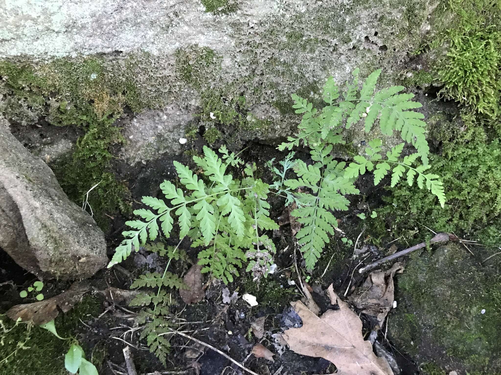 Image of Tennessee bladderfern