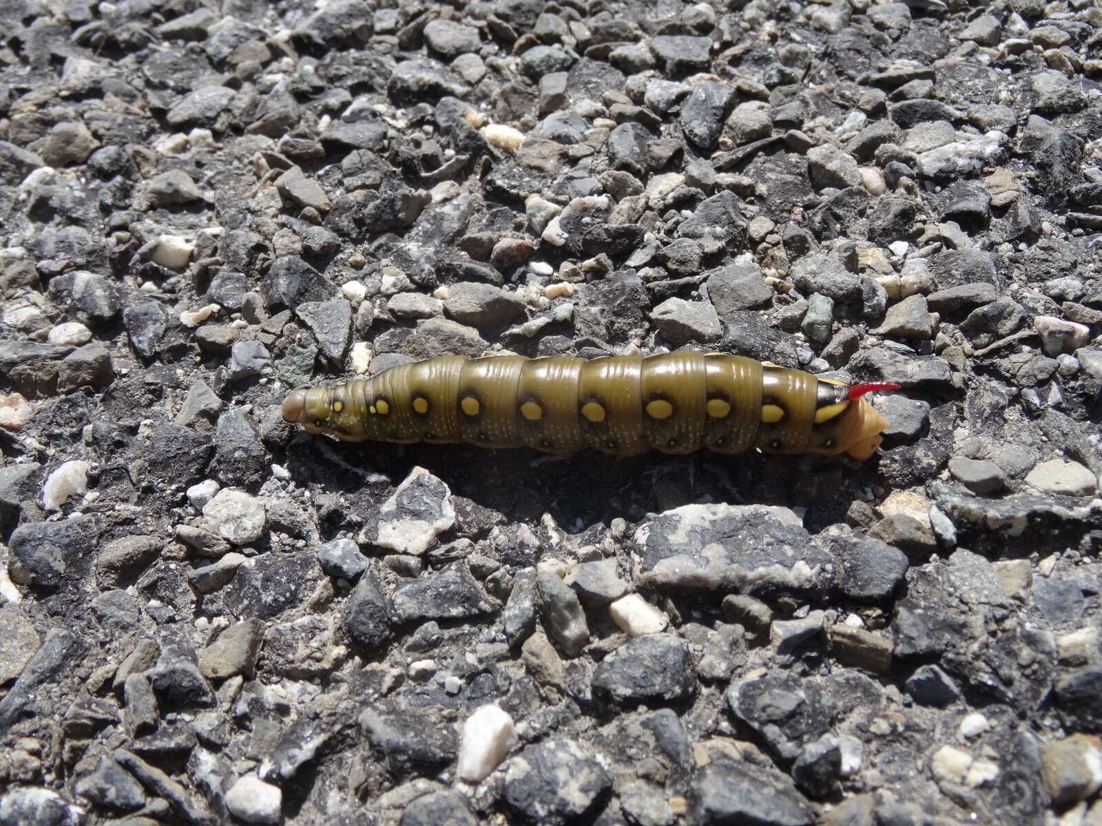 Image of Galium Sphinx