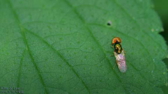 Image of Soldier fly