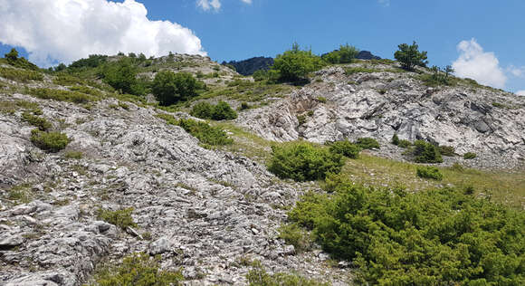 Image of Macedonian Grayling