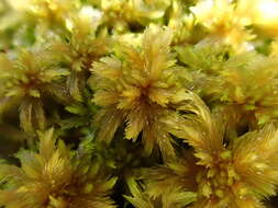 Sphagnum majus C. E. O. Jensen 1890的圖片