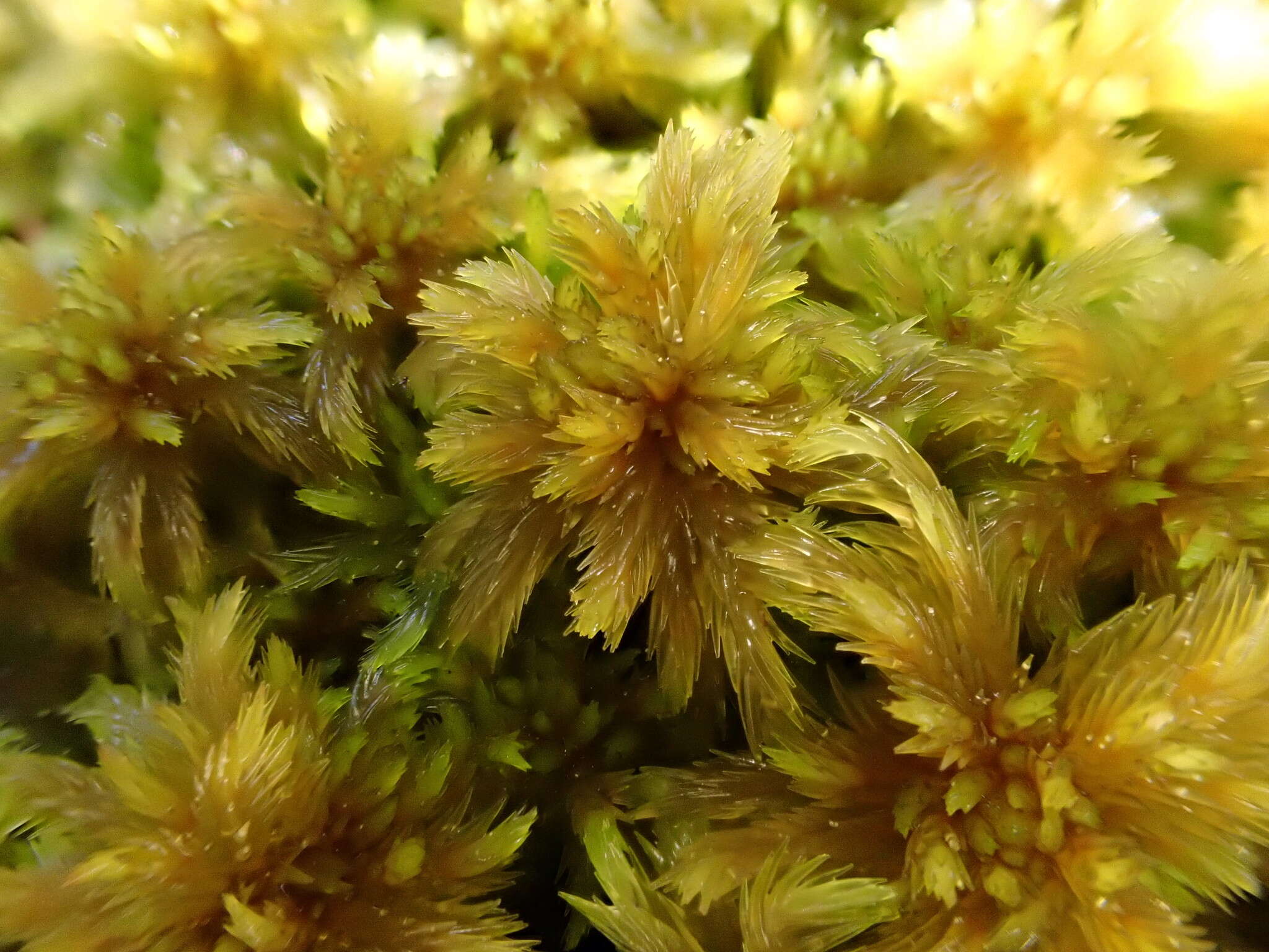 Sphagnum majus C. E. O. Jensen 1890的圖片