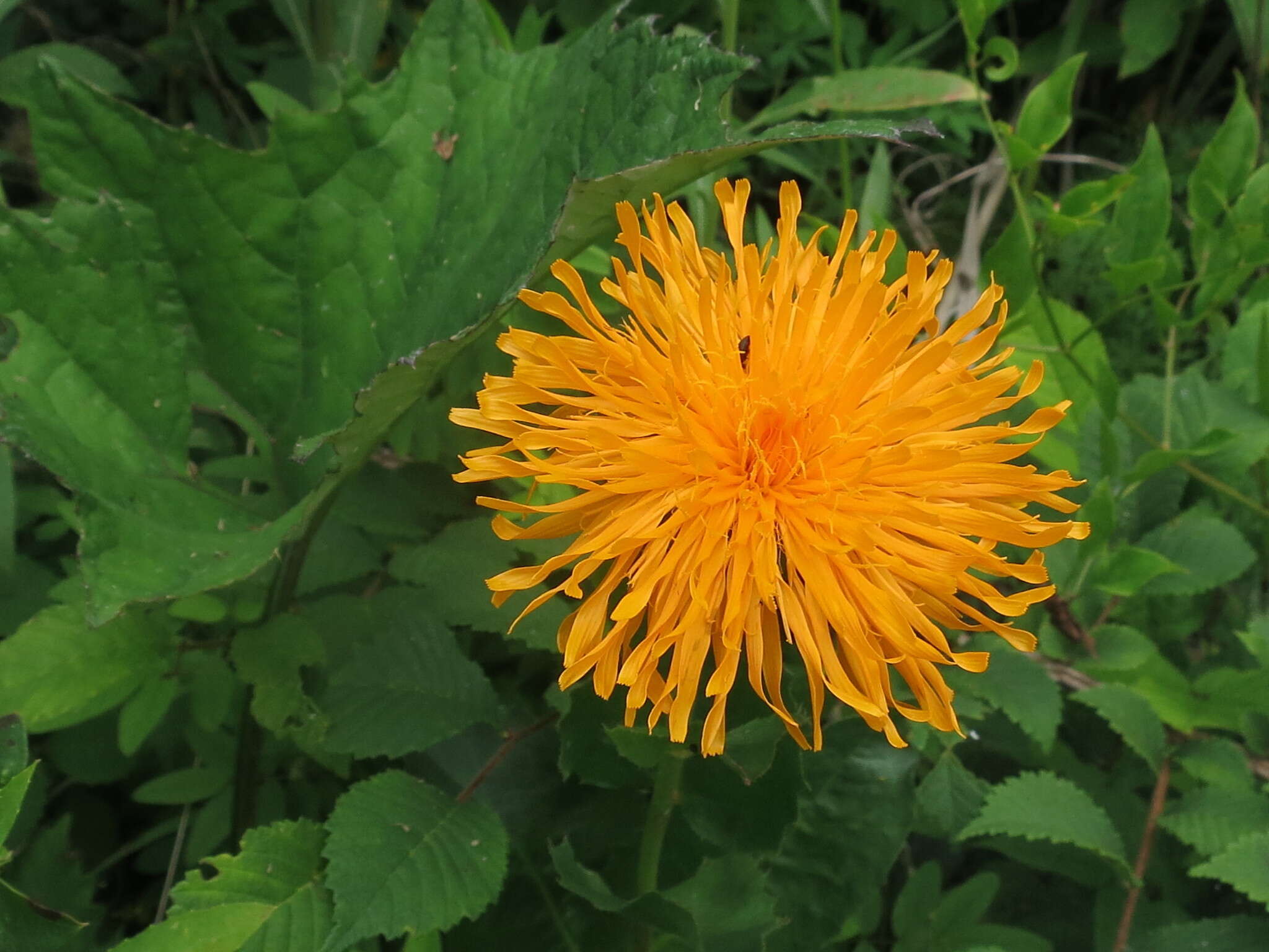 Image of Hypochaeris ciliata (Thunb.) Makino