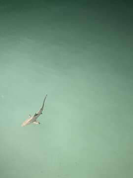 Image of Blacktip Shark