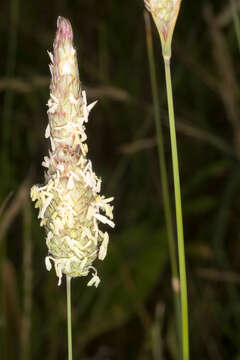 Plancia ëd Phalaris coerulescens Desf.