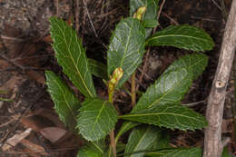 Image of Telopea aspera M. D. Crisp & P. H. Weston