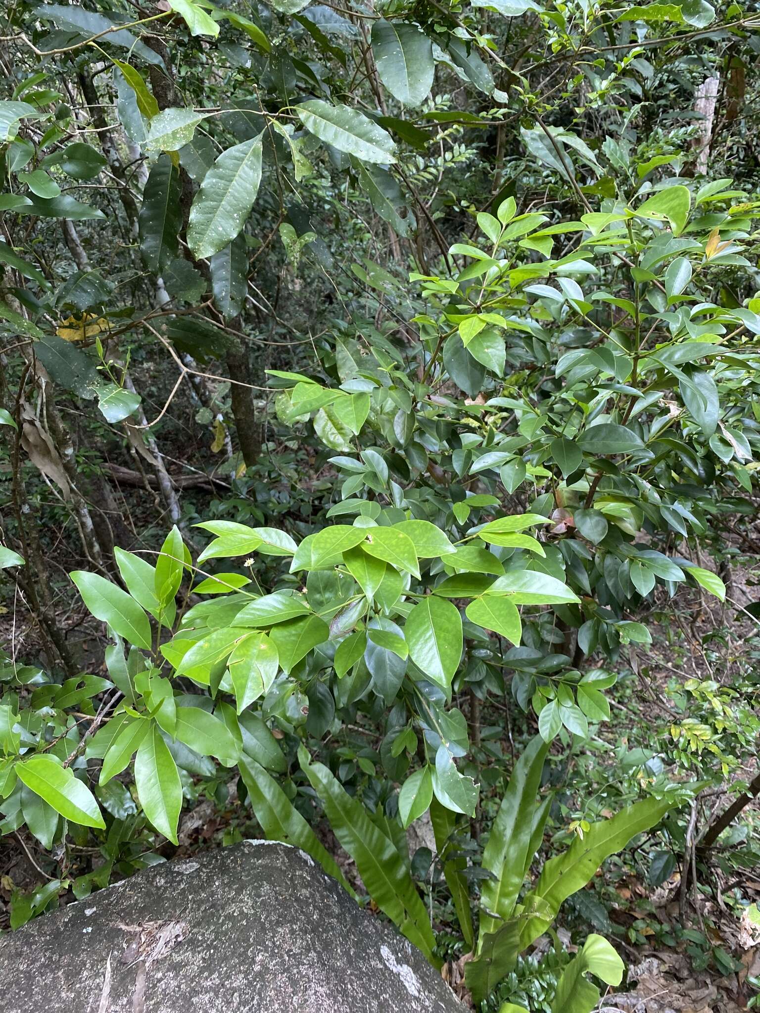 Image of Euonymus australiana F. Müll.