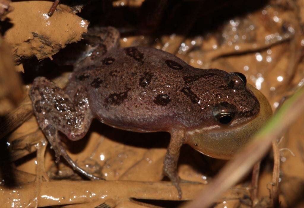 Cacosternum boettgeri (Boulenger 1882)的圖片