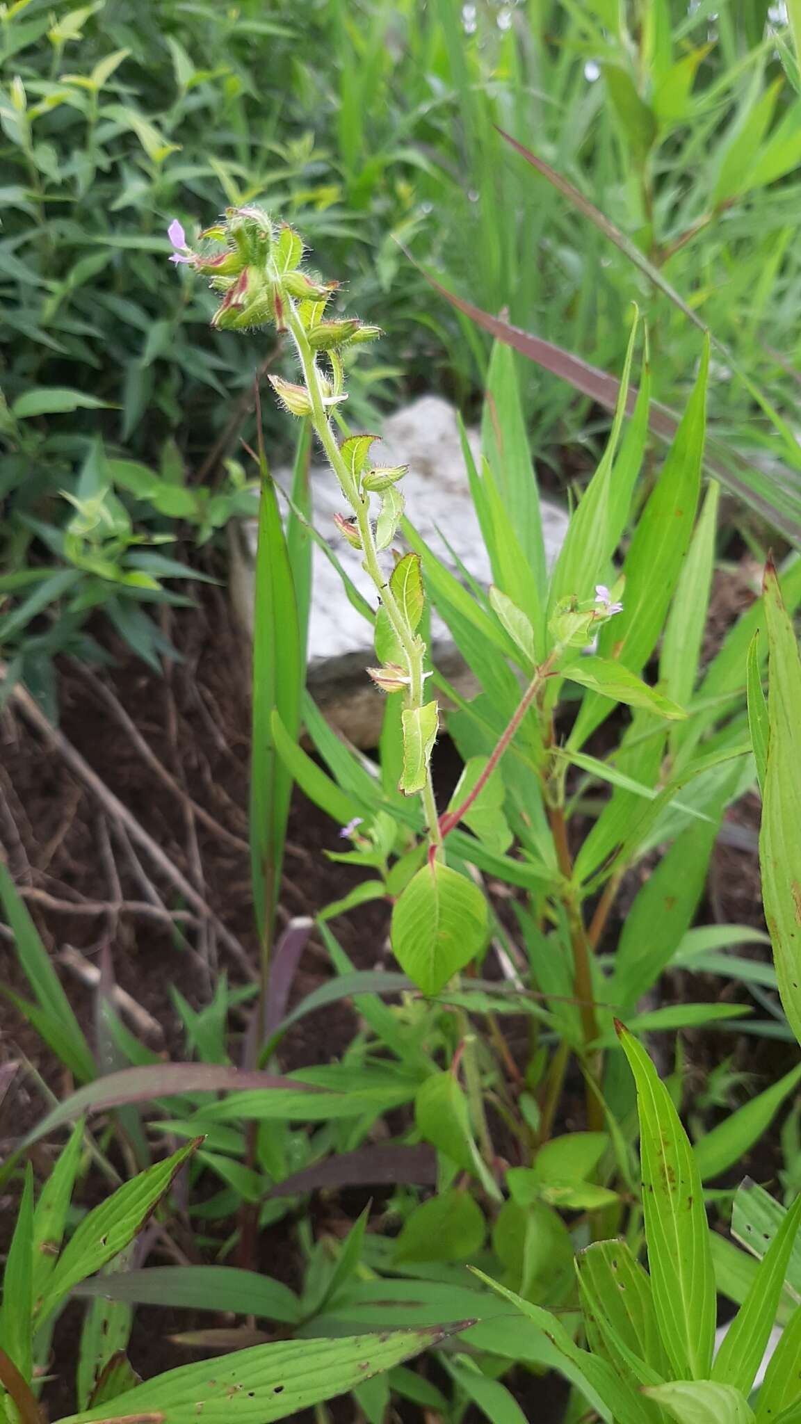 Image of Wright's waxweed