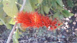 Imagem de Combretum farinosum Kunth