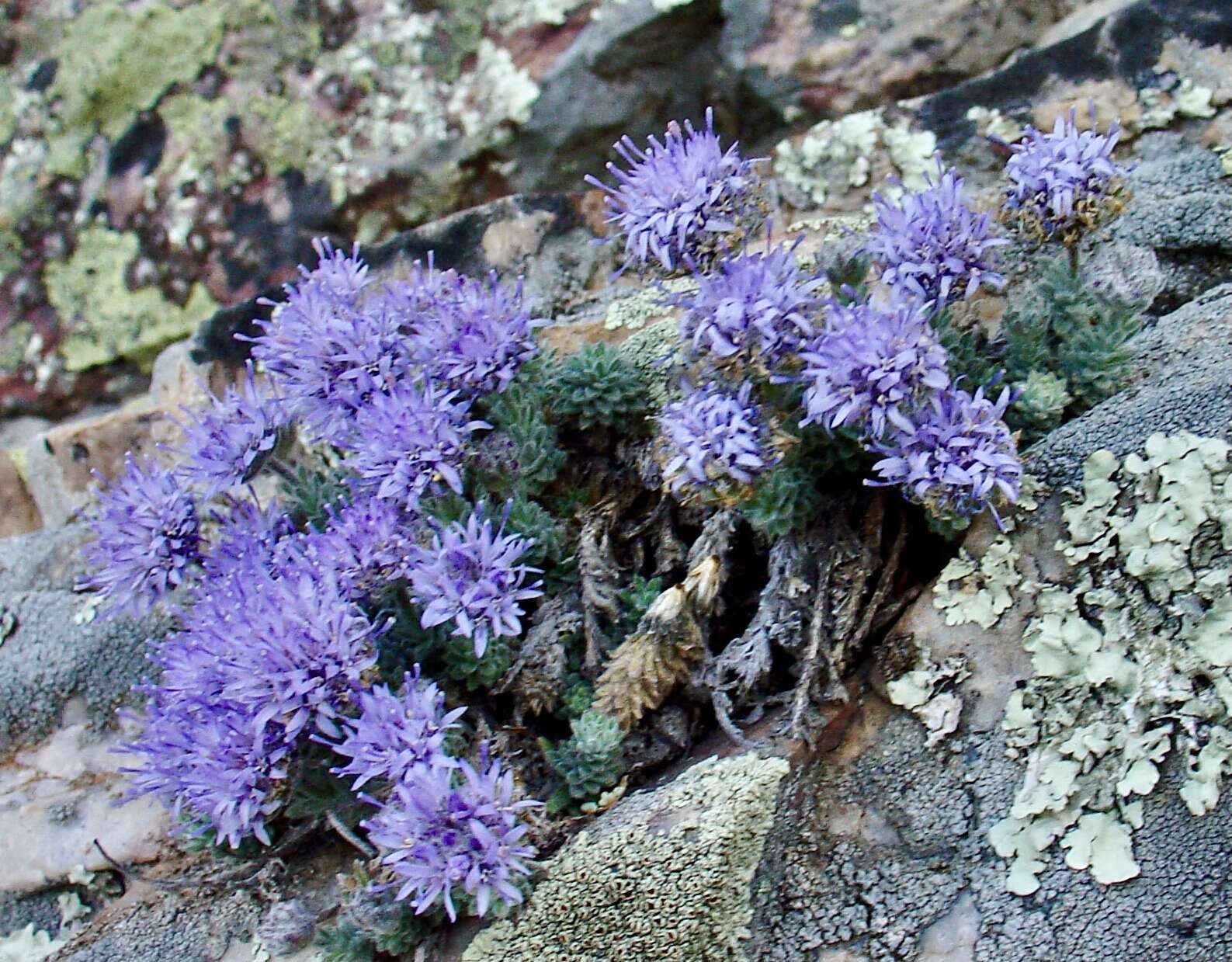 Image de Jasione crispa subsp. mariana (Willk.) Rivas Mart.