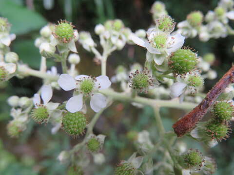 Imagem de Rubus boliviensis Focke