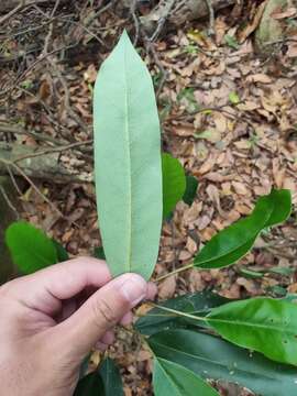 Image de Daphniphyllum pentandrum Hayata